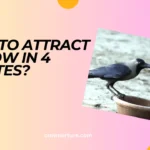 How To Attract A Crow In 4 Minutes? (Answered)