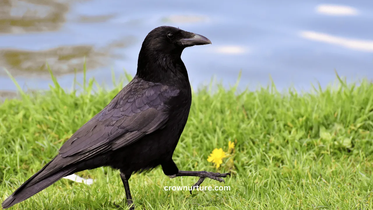 How To Attract A Crow In 4 Minutes