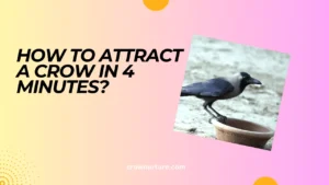 How To Attract A Crow In 4 Minutes